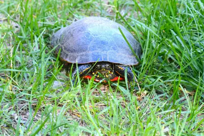 Extra Extra: Where to go if you want to have a beer and watch turtles race
