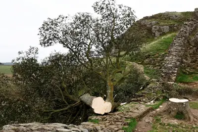 Outrage in Northumberland (NE47) : Men Sentenced for Cutting Down 300-Year-Old Sycamore Gap Tree – JUDGE CALLS IT ‘MORONIC MISSION’