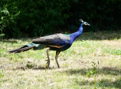 Dozens of peacocks and peahens go missing from historic Northern California hotel