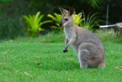 Early Addition: What do a wallaby, a bull and an ostrich have in common?