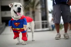 Early Addition: How does your dog compare to Superman's Krypto?
