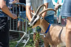 The 'first-ever competitive eating contest between goats' comes to NYC in July