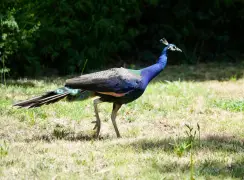 Dozens of peacocks and peahens go missing from historic Northern California hotel