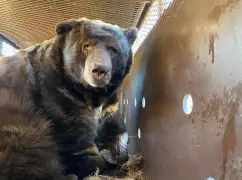 A woman’s house in Northern California was burglarized so many times that even bears went in