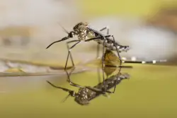 It’s a wet hot bloodsucking summer in NYC as mosquitos thrive
