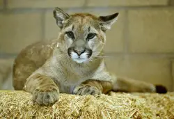 Letters: We must learn to co-exist with mountain lions